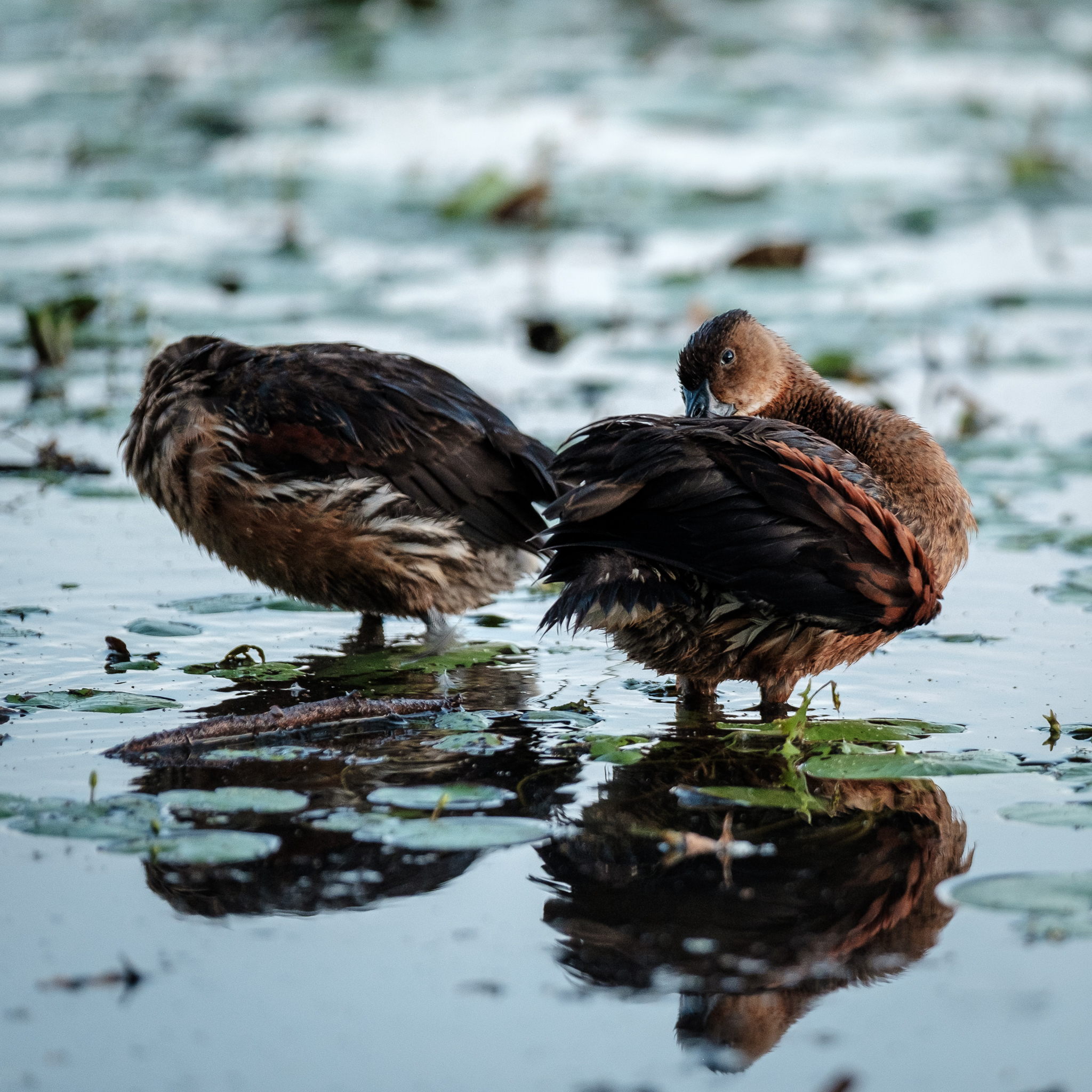 Bird life at Kimberleyland Waterfront Holiday Park 