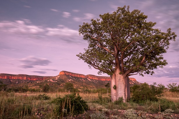 Boab Tree on the Gibb River Road East Kimberley