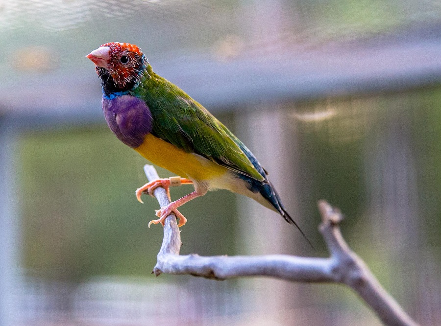 Rare Finches at Kimberleyland 