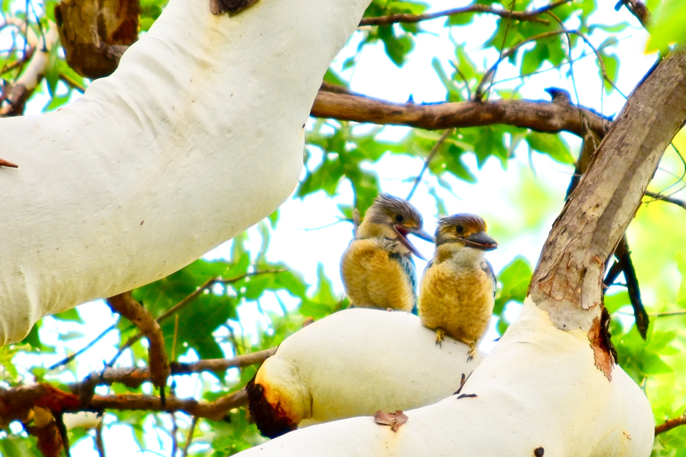 Kookaburras at Kimberleyland