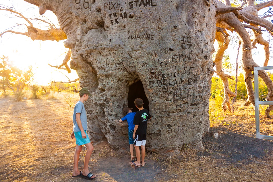 Wyndham Prison Tree