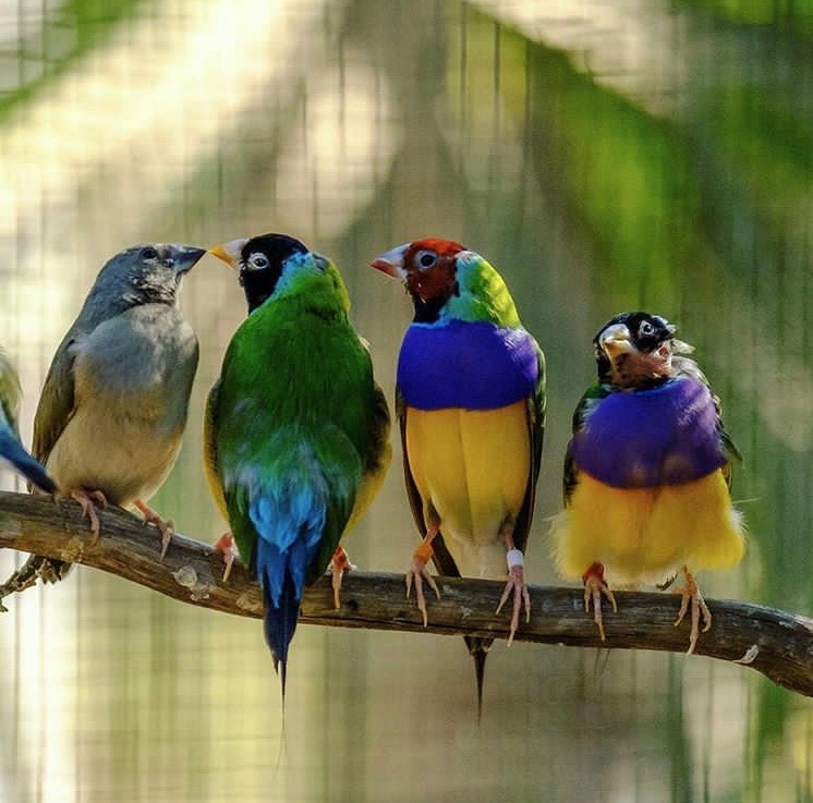 Rare Gouldian Finches