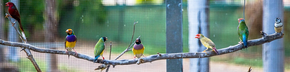 Aviary Sanctuary at Kimberleyland