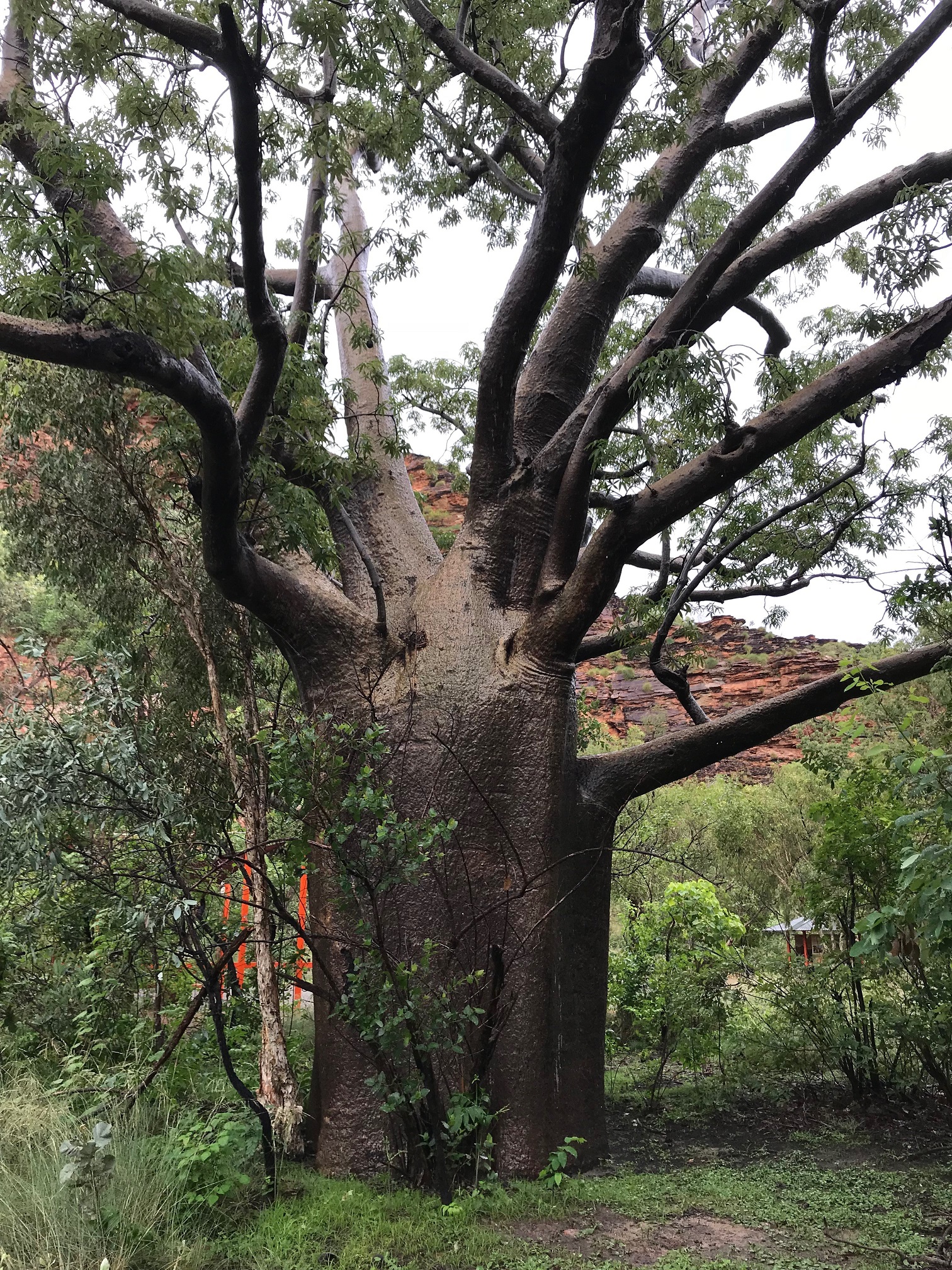 Mirima Boab Tree