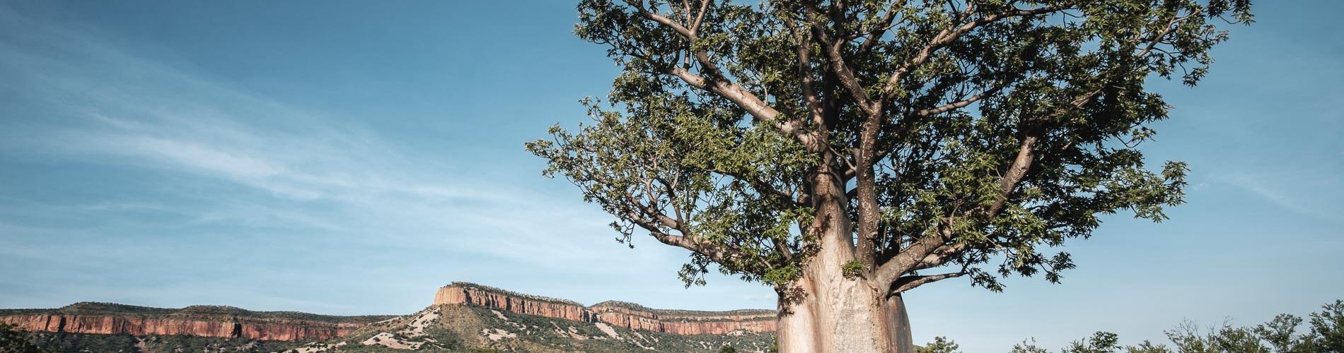 Boab Tree near Kununurra