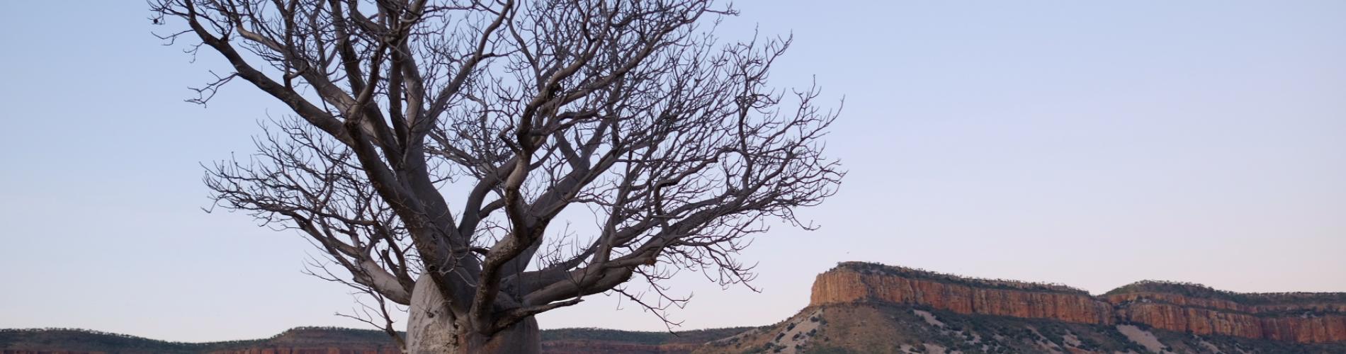 Kimberley Boab Trees