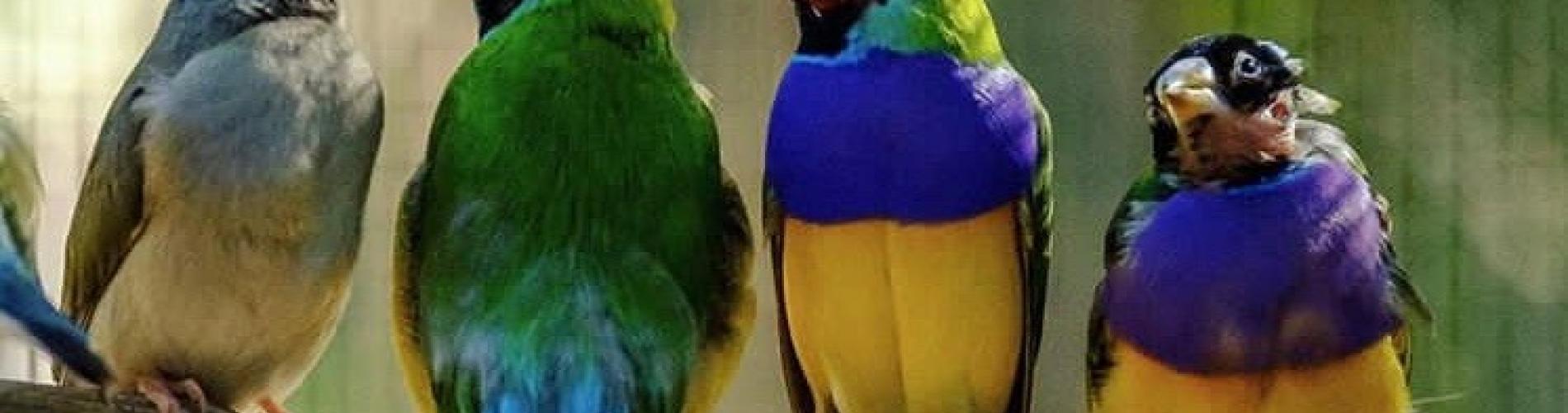 Gouldian Finches of the Kimberley