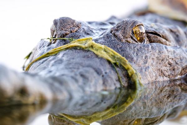 Resident Croc at Kimberleyland Waterfront Holiday Park Kununurra Western Australia 