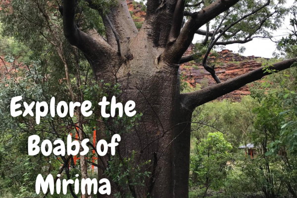 Boabs of Mirima 