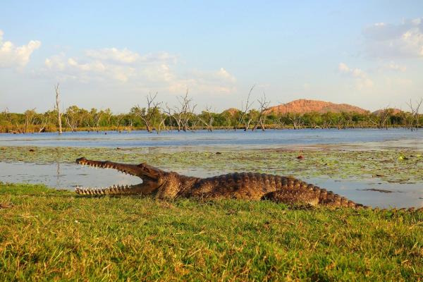 Freshwater Crocodile at Kimberleyland Waterfront Holiday Park
