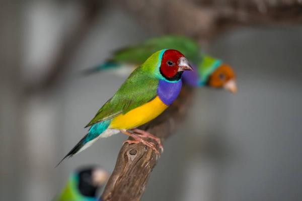 Rare Finch Aviary Gouldians at Kimberleyland