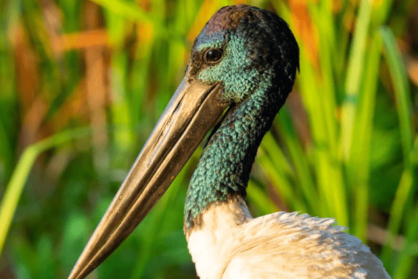 Kimberleyland Jabiru