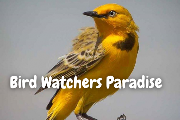 Bird Watching Tours near Kununurra