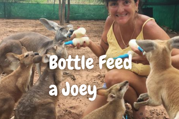 Feed the Joeys in Kununurra