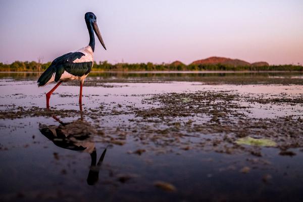 Wildlife on Kimberleyland Waterfront Holiday Park 