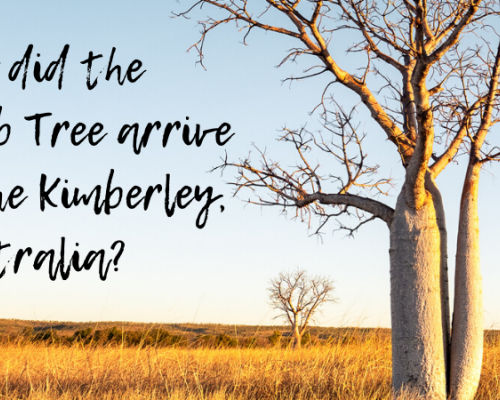 How did the Boab arrive in the Kimberley