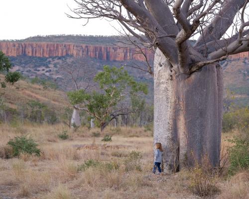 Boab Tree The Kimberley Australia 