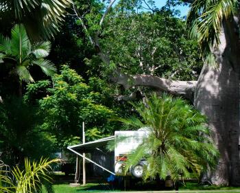Kimberleyland's Heritage Listed 1000 Year Old Boab Tree