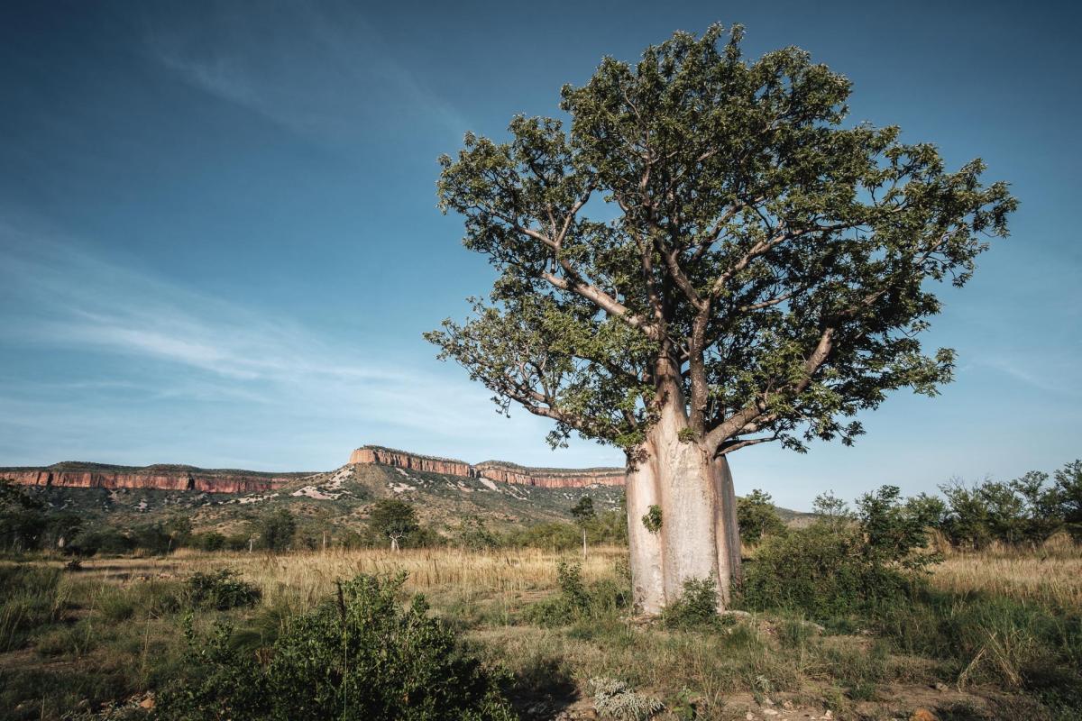 Boabs in the Kimberley