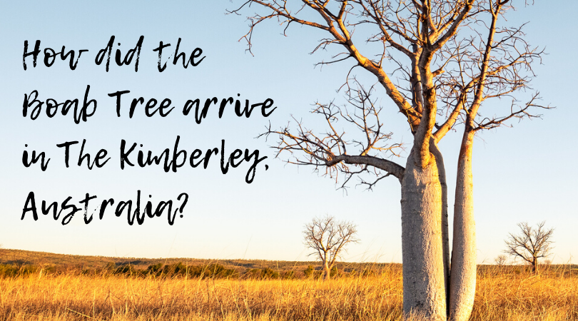 How the Boab arrived in The Kimberley Australia