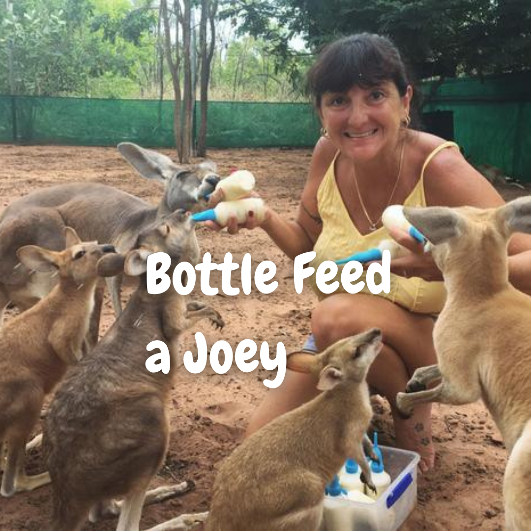 Bottle Feed a Joey near Kununurra