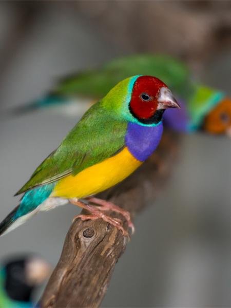 https://www.kimberleyland.com.au/sites/default/files/styles/feature/public/Rare%20finch%20aviary%20at%20Kimberleyland%20Holiday%20Park%20feat.%20Gouldian%20Finches%20?itok=GPLke_-U