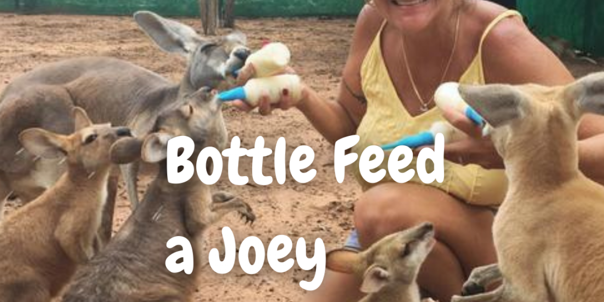 Feed the Joeys in Kununurra