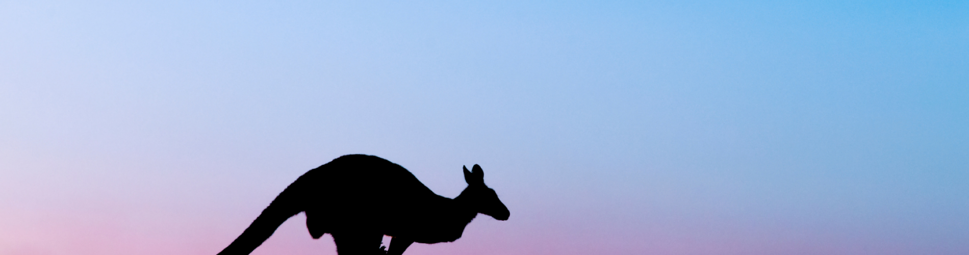 Kangaroo Wildlife Haven